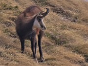 62 Camoscio in look invernale ci fischia e ci osserva